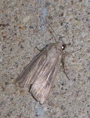 Mythimna riparia
