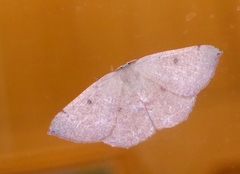 Cyclophora puppillaria
