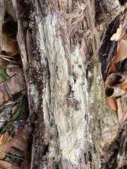 Etheirodon fimbriatum