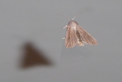 Mythimna riparia