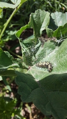 Nymphalini