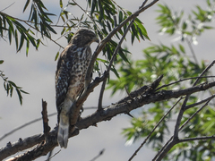 Buteo lineatus elegans