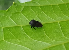Smiliinae