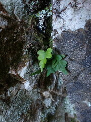 Polypodium glycyrrhiza