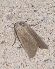 Mythimna sicula