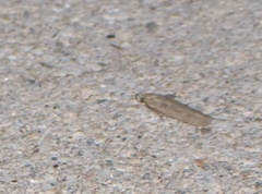 Platyedra subcinerea