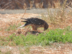 Buteo lineatus elegans