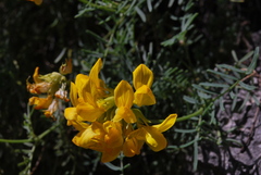 Hippocrepis balearica