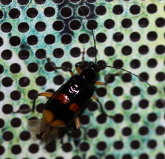 Diabroticina