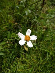 Bidens odorata