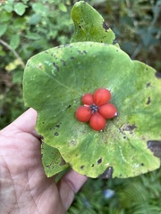 Lonicera ciliosa
