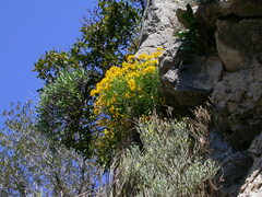 Hippocrepis balearica