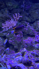 Actinopterygii