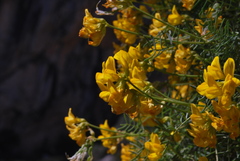 Hippocrepis balearica