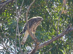 Buteo lineatus elegans