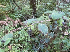 Lonicera ciliosa