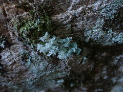 Sphaerophorus tuckermanii