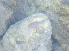 Gobius xanthocephalus