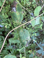 Lonicera ciliosa