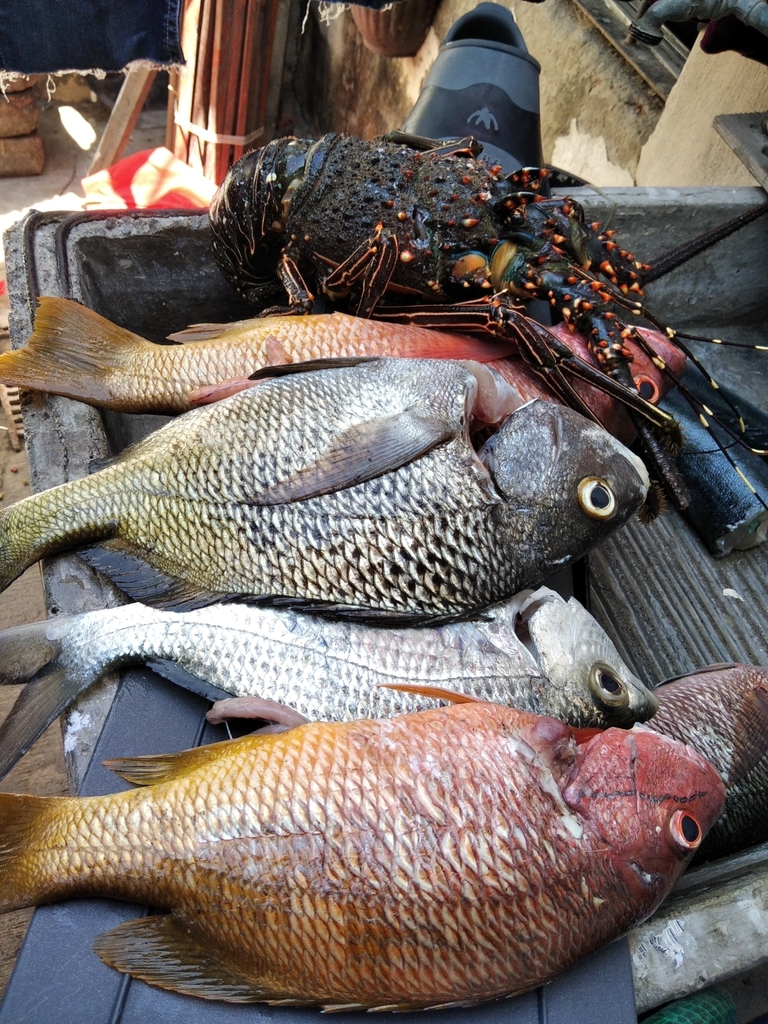 Dow's Mojarra