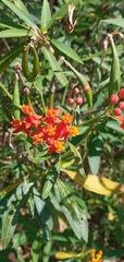 Asclepias curassavica