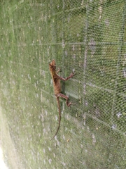 Anolis planiceps