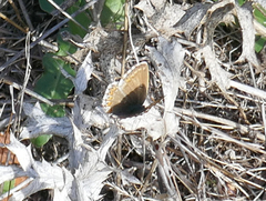 Polyommatus coridon