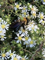Xylocopa virginica