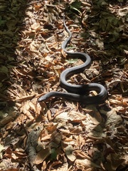 Coluber constrictor constrictor