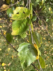 Betula