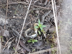 Serpentes