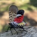 Spotted Lanternfly - Photo (c) matthew_wills, some rights reserved (CC BY-NC), uploaded by matthew_wills