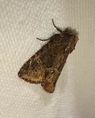 Phosphila turbulenta