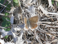 Polyommatus coridon