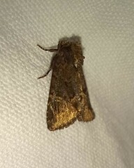 Phosphila turbulenta