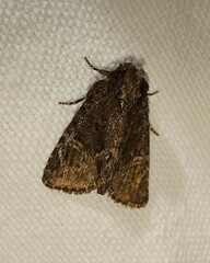 Phosphila turbulenta