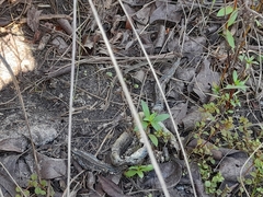 Serpentes