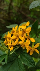Tagetes nelsonii