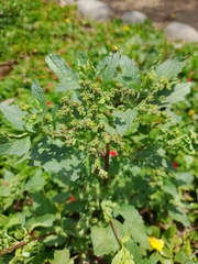 Chenopodiastrum murale