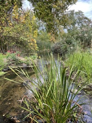 Sparganium americanum