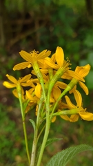 Tagetes nelsonii