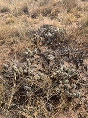 Grusonia clavata