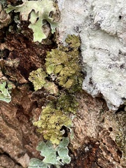 Melanelixia glabratula