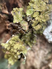 Melanelixia glabratula