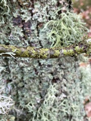 Melanelixia glabratula