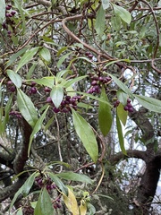 Myoporum insulare
