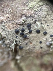 Lecidella elaeochroma