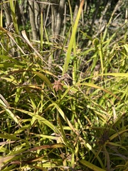 Carex grayi