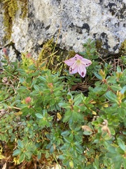 Rhodothamnus chamaecistus