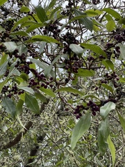 Myoporum insulare